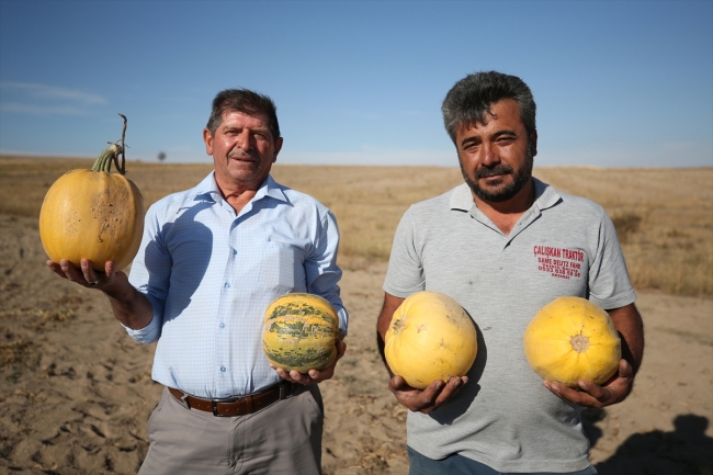 Lezzetini Erciyes Dağı'nın tüflü topraklarından alan tomarza kabak çekirdeği